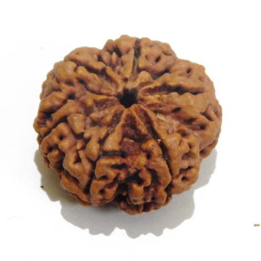 5 Mukhi rudraksha