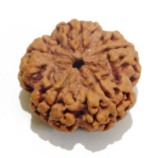 5 Mukhi rudraksha