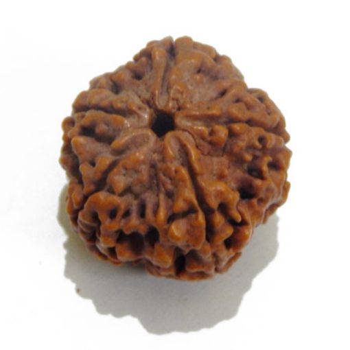 5 Mukhi rudraksha