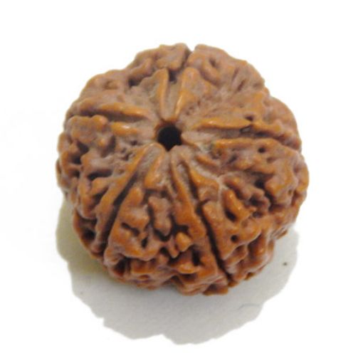 5 Mukhi rudraksha