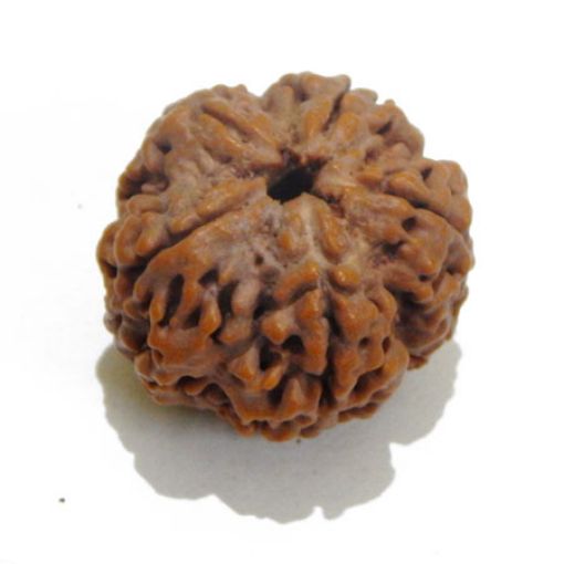 5 Mukhi rudraksha
