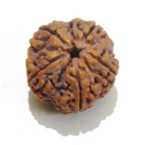 5 Mukhi rudraksha
