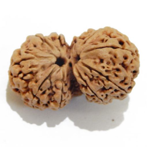 Gauri Shankar Rudraksha