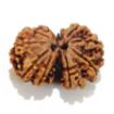 Gauri Shankar Rudraksha