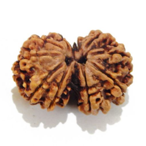 Gauri Shankar Rudraksha