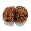 Gauri Shankar Rudraksha