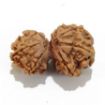 Gauri Shankar Rudraksha