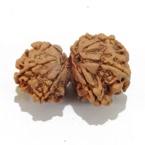 Gauri Shankar Rudraksha