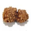 Gauri Shankar Rudraksha