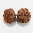 Gauri Shankar Rudraksha
