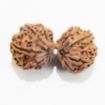 Gauri Shankar Rudraksha