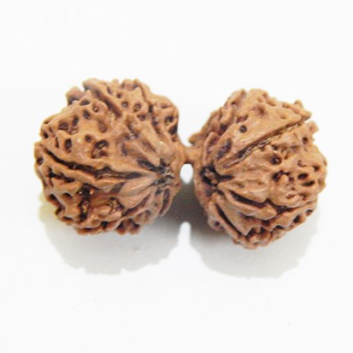 Gauri Shankar Rudraksha