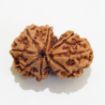 Gauri Shankar Rudraksha