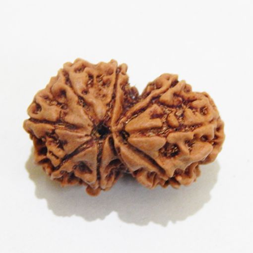 Gauri Shankar Rudraksha
