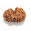 Gauri Shankar Rudraksha