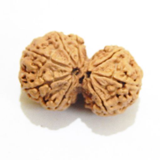 Gauri Shankar Rudraksha