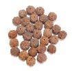 7 Mukhi Rudraksha Lot, with certificate