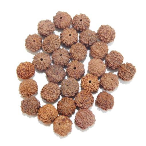 7 Mukhi Rudraksha Lot, with certificate