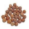 7 Mukhi Rudraksha Lot, with certificate