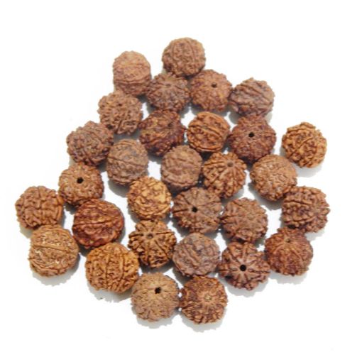 7 Mukhi Rudraksha Lot, with certificate