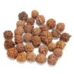 Ganesh Rudraksha Lot