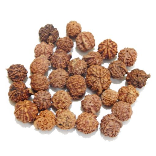 Ganesh Rudraksha Lot