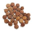 Ganesh Rudraksha Lot