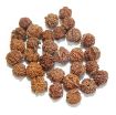Ganesh Rudraksha Lot