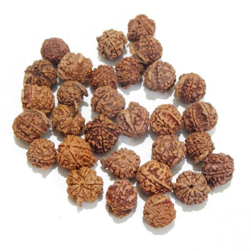 Ganesh Rudraksha Lot