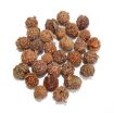 Ganesh Rudraksha Lot