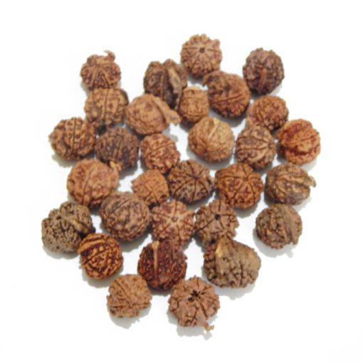 Ganesh Rudraksha Lot