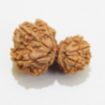 Gauri Shankar Rudraksha