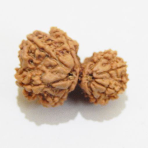 Gauri Shankar Rudraksha