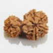 Gauri Shankar Rudraksha