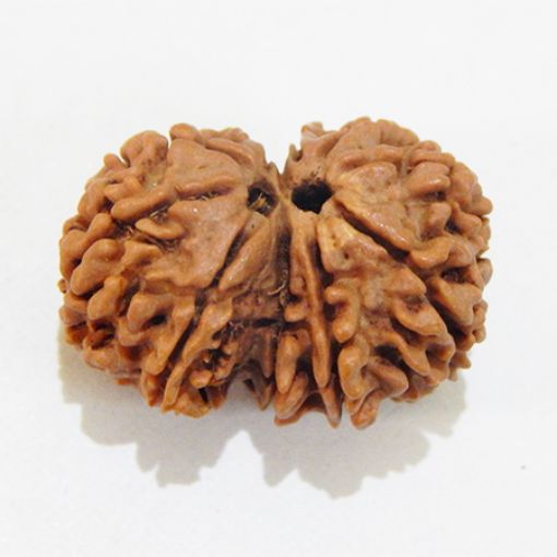 Gauri Shankar Rudraksha