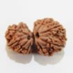 Gauri Shankar Rudraksha