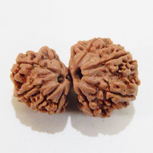 Gauri Shankar Rudraksha