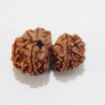 Gauri Shankar Rudraksha