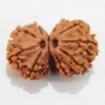 Gauri Shankar Rudraksha