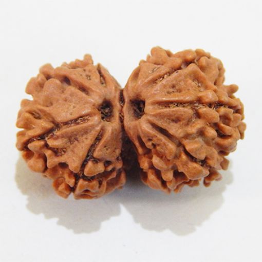 Gauri Shankar Rudraksha