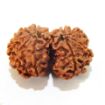 Gauri Shankar Rudraksha