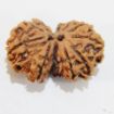 Gauri Shankar Rudraksha
