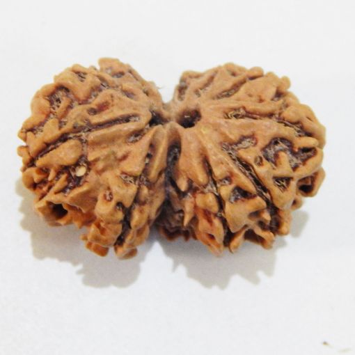 Gauri Shankar Rudraksha
