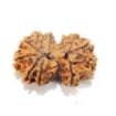 Gauri Shankar Rudraksha