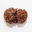 Gauri Shankar Rudraksha