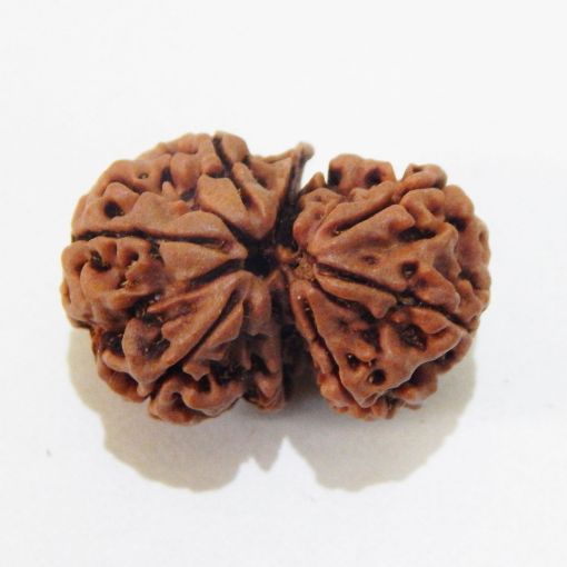 Gauri Shankar Rudraksha