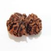 Gauri Shankar Rudraksha