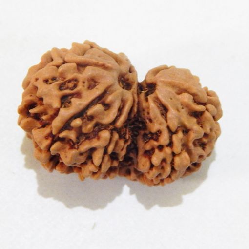 Gauri Shankar Rudraksha