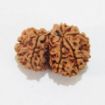 Gauri Shankar Rudraksha