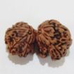 Gauri Shankar Rudraksha
